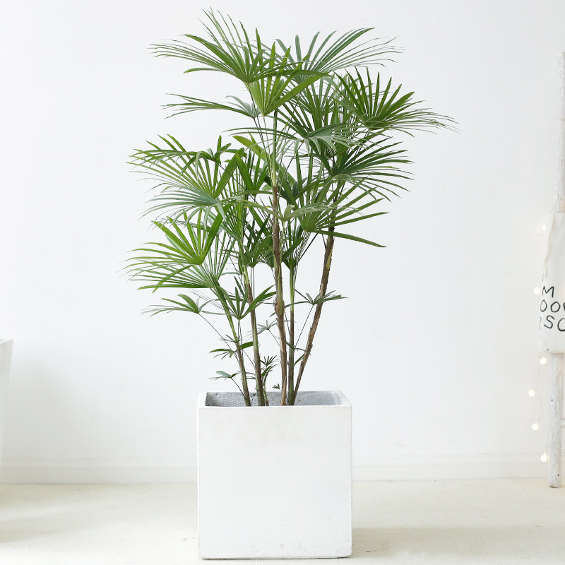 细叶棕竹金山棕室内室外观叶盆栽好养新奇四季常青庭院大植物绿植