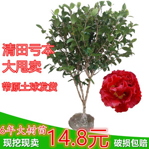 四季常青耐寒庭院大型绿植茶花树苗香妃五色赤丹克瑞墨茶花七星苗