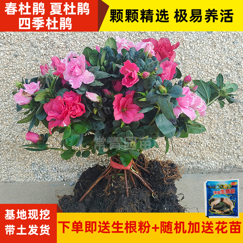 四季开花杜鹃花苗庭院绿化带花苞