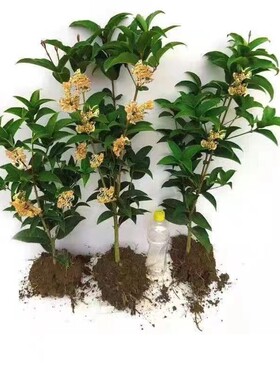 四季篱笆树苗常青园直发桂花庭院