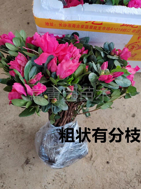 带苞室外四季阳台庭院花苗