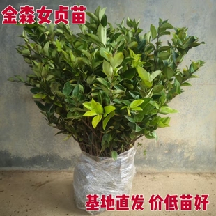 好活金森女贞树苗球色块工程苗园林绿化别墅灌木绿篱四季常青小苗