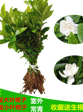 栀子花树苗盆栽绿植室内外阳台大叶桅子花苗庭院枝枝花苗小叶桅子