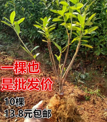 春天耐寒四季常青鲜活植物