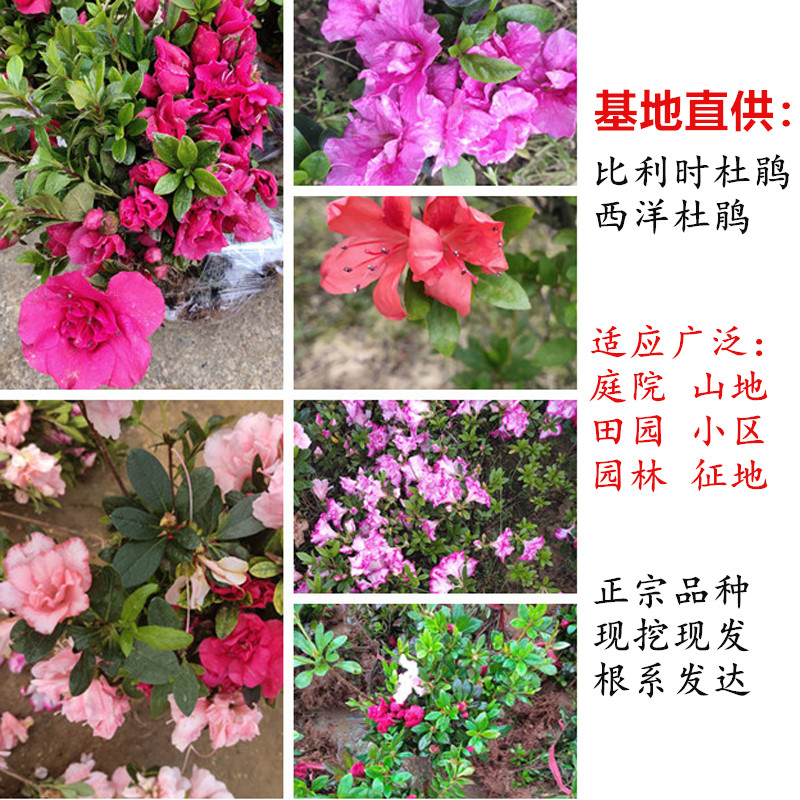 带苞花卉杜鹃花苗西洋杜鹃比利时开花阳台室外庭院四季杜鹃花树苗
