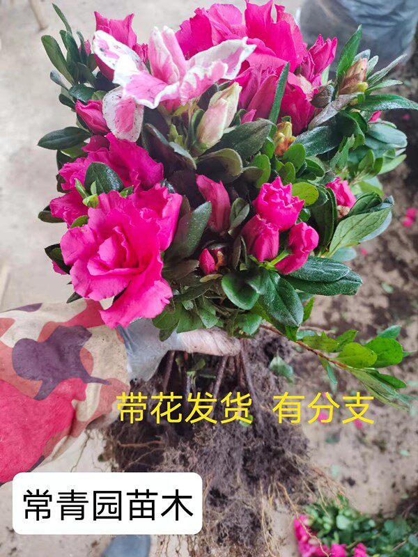 庭院树苗开花西洋杜鹃树红花继木茶梅小苗大小叶桅子花苗月季花苗