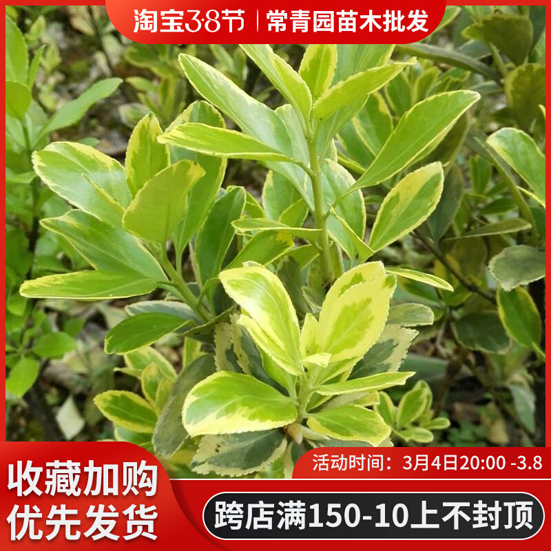 常绿金边黄杨苗篱笆小苗庭院绿植植物大叶黄杨四季青万年青树苗