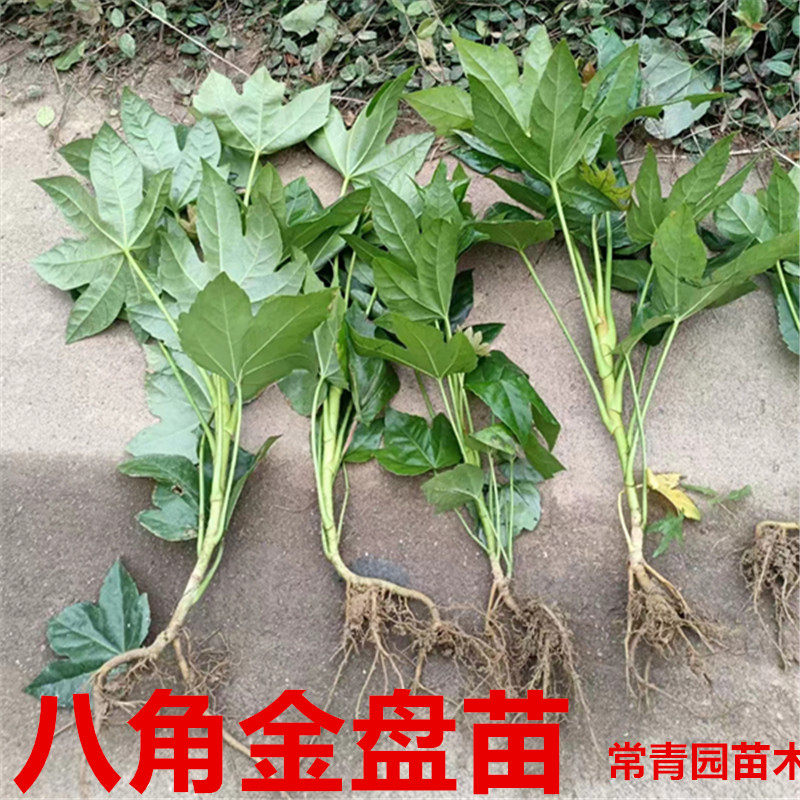 耐阴八角金盘苗地被观叶庭院绿化四季常青耐寒招财八爪金盘工程苗