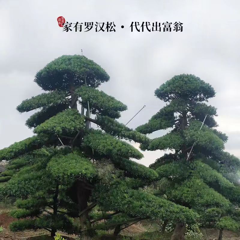 罗汉松庭院树苗基地直发