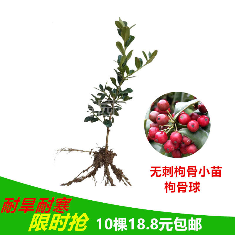 耐寒无刺枸骨树苗桩盆栽盆景四季常青室外绿植观叶观红果满堂红球,鲜花速递/花卉仿真/绿植园艺,大型绿植/成品组合盆栽,淘宝优惠券,粉丝福利购,淘宝优惠卷