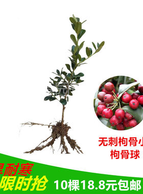 绿植耐寒室外观叶红球无刺枸骨