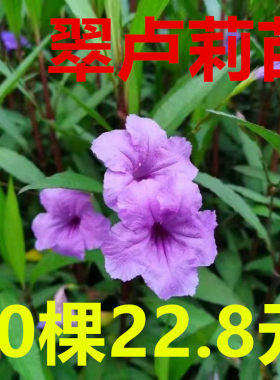 耐晒耐热耐阴地栽水生基地直发
