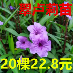 多年生翠卢莉苗矮生阳台庭院水生花苗紫花盆栽树苗宿根耐热耐阴苗