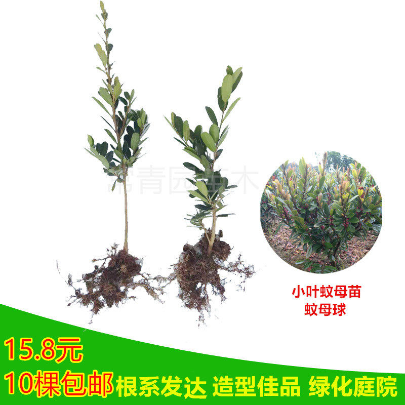 中华蚊母可造型树苗小叶文母四季常青盆栽苗 观叶庭院驱蚊蚊母苗