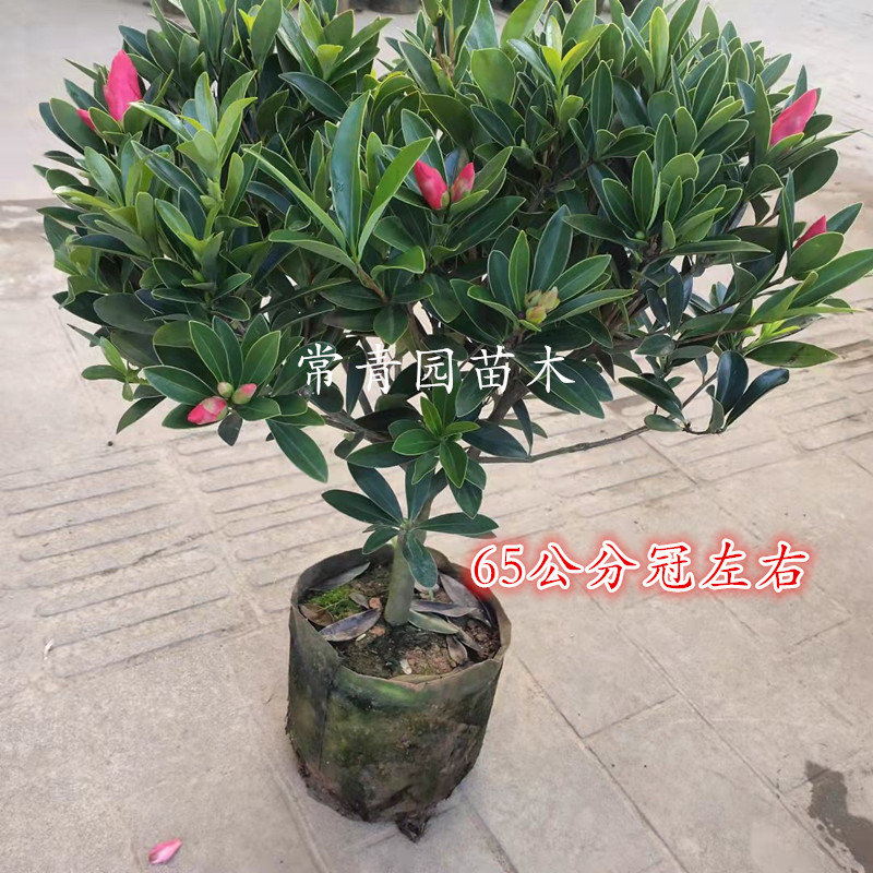 茶花盆栽带花苞浓香型室内外四季开花耐寒花卉庭院重瓣赤丹大花