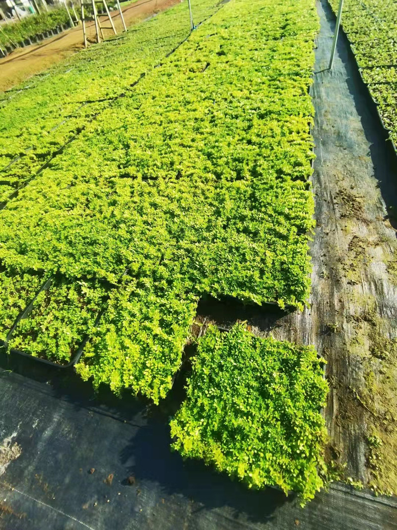 金叶佛甲草屋顶绿化耐热耐旱耐寒四季常绿中华景天方盘佛甲草苗