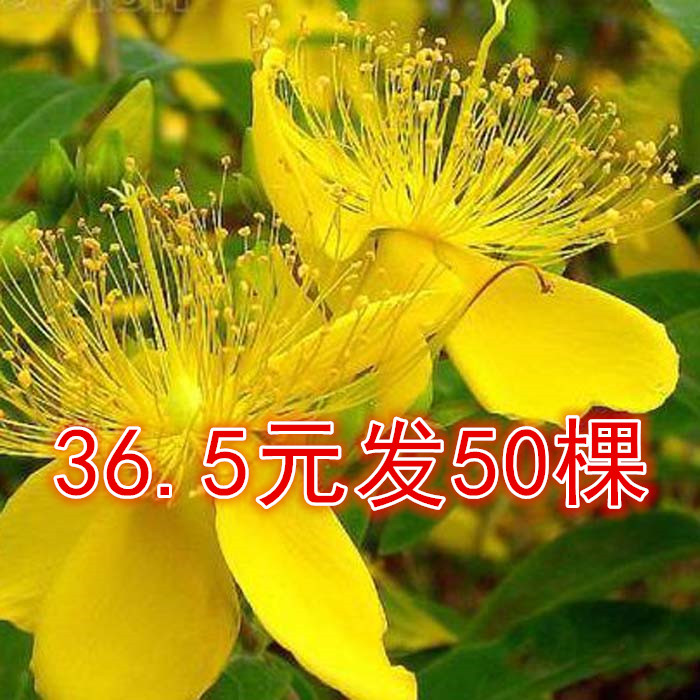 金丝直销庭院绿化灌木工程桃苗