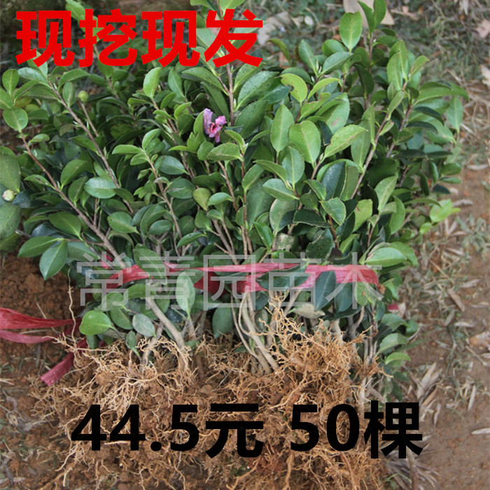 茶梅苗四季开花球室外庭院绿植球小苗红色茶花耐寒篱笆绿化树苗 鲜花速递/花卉仿真/绿植园艺 观叶 /花灌木 原图主图