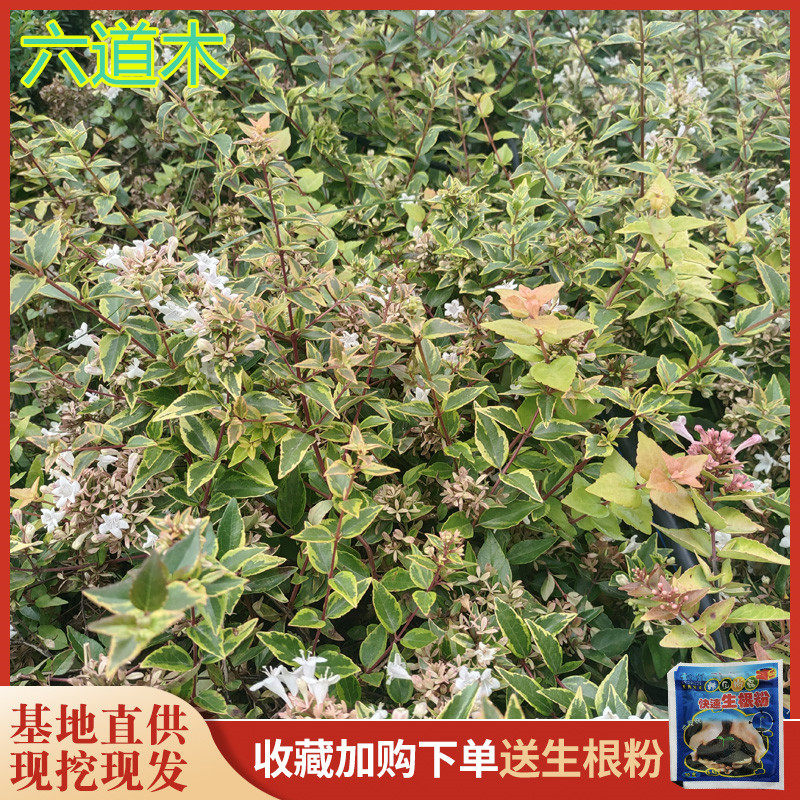 耐寒六道木树苗六条木庭院绿植花灌木室外藤本耐热耐旱地被花期长