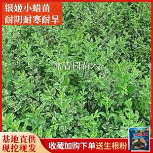耐阴银姬小蜡小苗彩叶灌木庭院别墅小区耐寒耐旱花叶女贞绿化杯苗