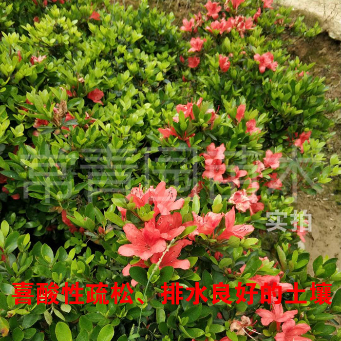大红色庭院绿化树苗小区杜鹃花