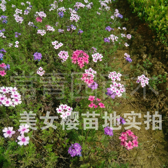 好活美女樱花苗紫色红色宽叶子四季开花观叶庭院草花多年生树苗