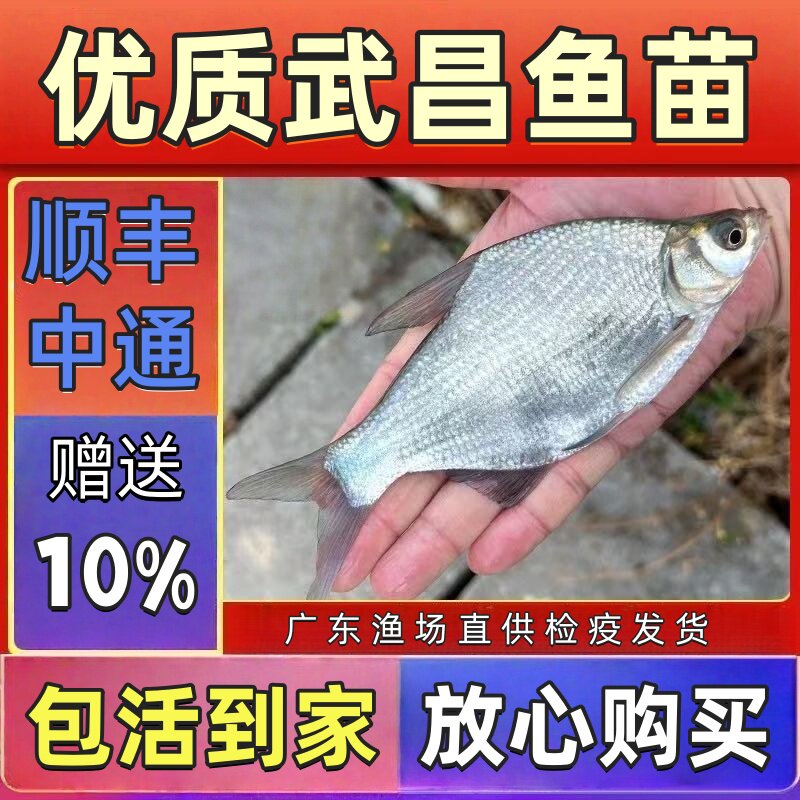 鳊鱼苗淡水成活高长快武昌鱼包邮