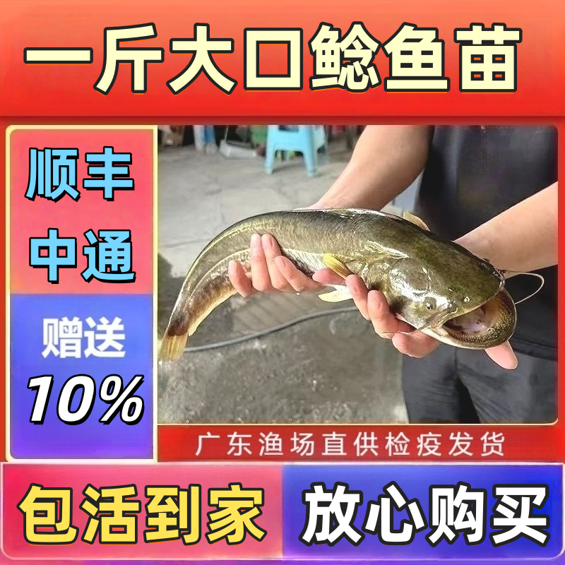 特大口鲶鱼苗活体淡水易养