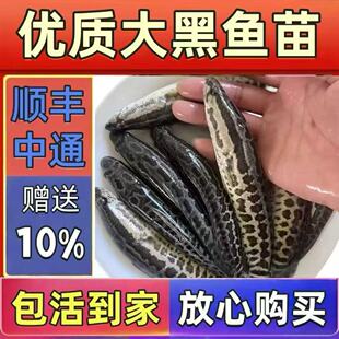 淡水特大黑鱼苗活体养殖大黑鱼苗小乌鱼苗财鱼苗乌鳢斑鱼好养凶猛