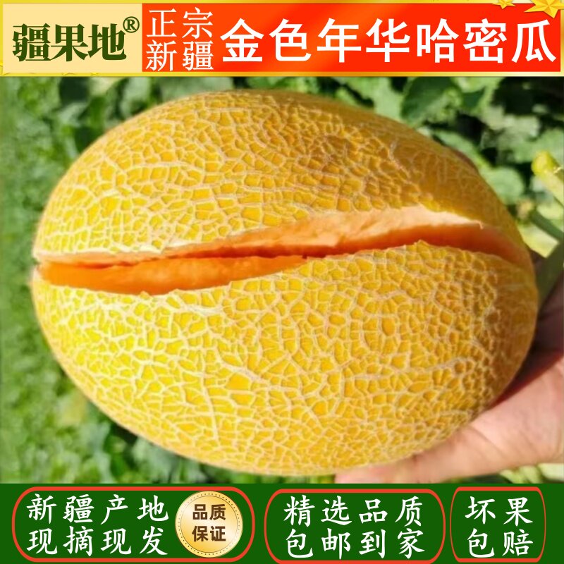 新疆哈密瓜产地现摘现发包邮到家口感酥脆香甜多汁老少皆宜