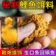 连圣力战黑坑鲤鱼饵料专用攻混养小黄面散炮野钓窝料偷驴回锅鱼食