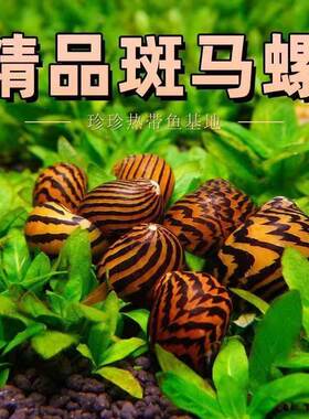 活体斑马螺2cm除藻可混养条纹螺