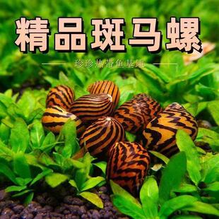 精品斑马螺活体除藻工具螺2cm汽水缸藻类清洁可混养