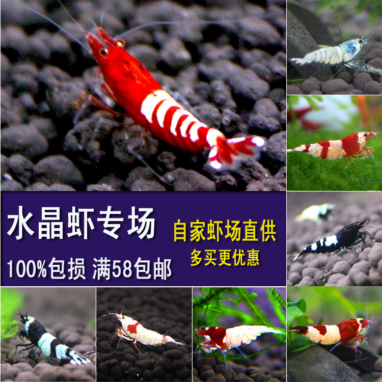 纯血水晶虾活体观赏虾宠物虾练手虾除藻工具虾极火虾樱花淡水虾|ruв категории животное/Животное питание и принадлежностей, аквариум мира, креветки - от Buy2taobao.com для оказания профессиональной услуги покупки агента Taobao