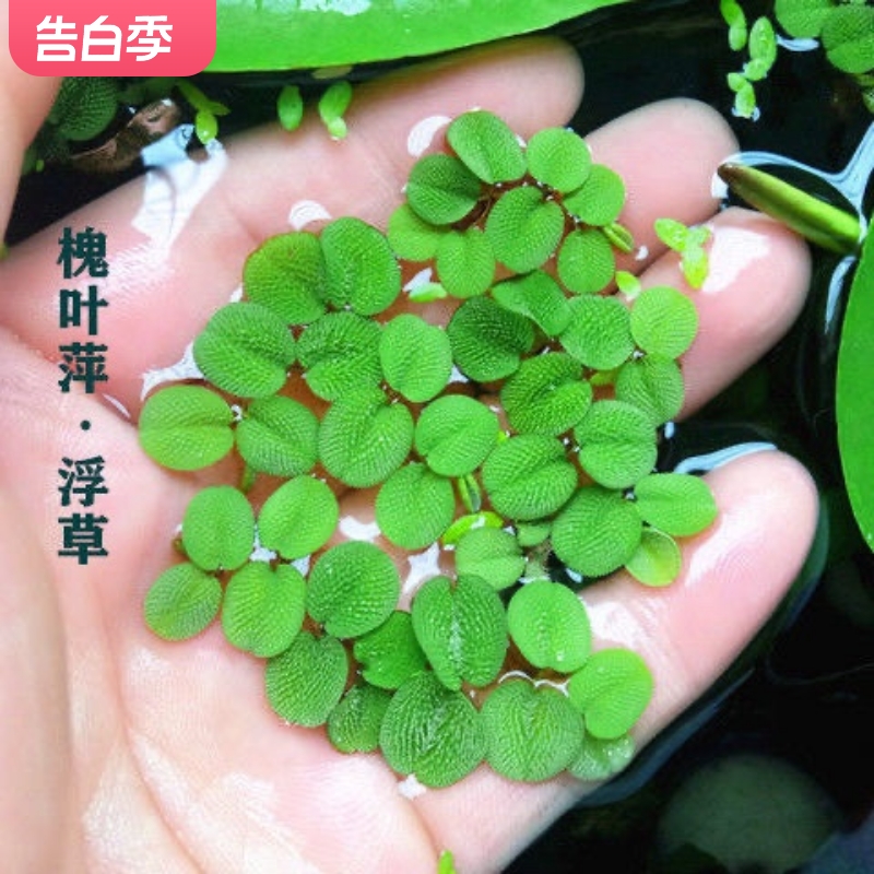 迷你槐叶萍魁芙蓉芝麻浮萍净化水质养鱼养龟过滤美化水池鱼缸植物