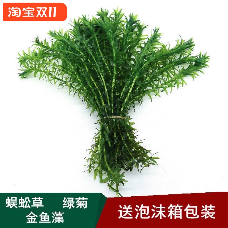 蜈蚣草活体阴性后景懒人好养净化