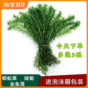 蜈蚣草活体阴性后景水草懒人好养净化水质鱼缸造景水芙蓉绿菊浮萍
