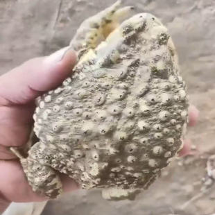 变异海蟾蜍角蛙宠物蛙非牛蛤蟆活体饲料宠物鳄龟最喜欢