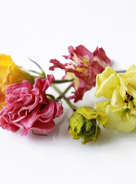 【洋桔梗花头】香薰蜡烛植物标本相框 手工diy材料圣诞花环拍摄