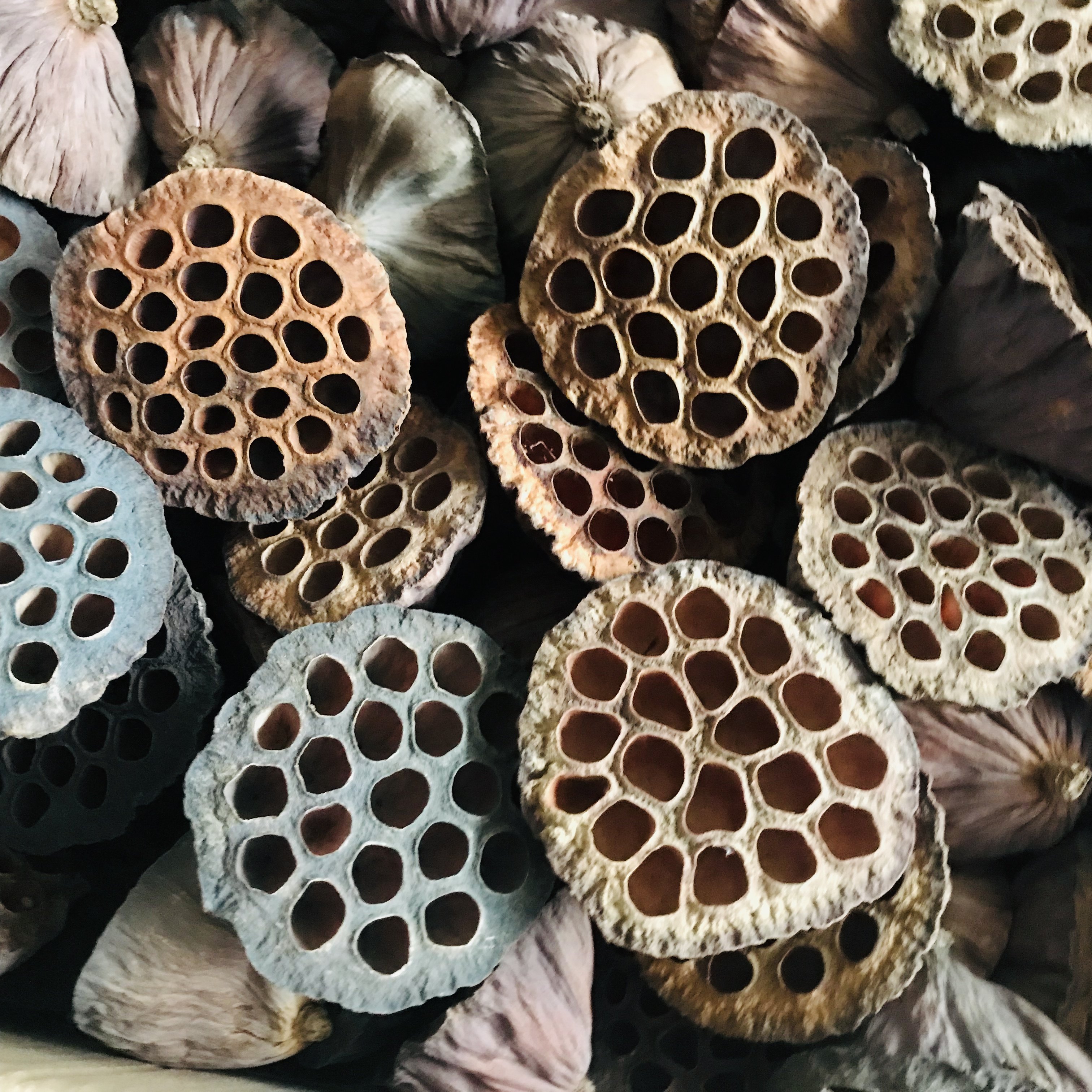 新品天然野生大莲蓬头禅意干花包家居装饰摆件复古拍摄道具迷你莲,家居饰品,干花/花瓣/干花包/干树枝,淘宝优惠券,粉丝福利购,淘宝优惠卷