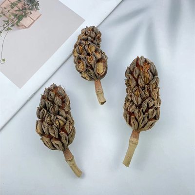 广玉兰果天然植物果实相框标本手工diy材料果子装饰摆件 木槿果