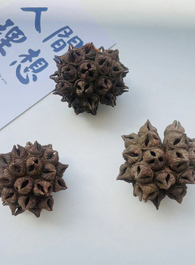 进口笼果桉干果干花自然植物多头铃南美鱼缸造景果壳客厅餐厅装饰