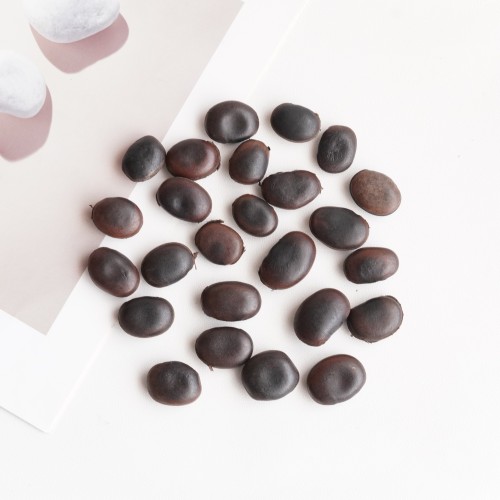 油麻藤豆荚干果DIY手工材料