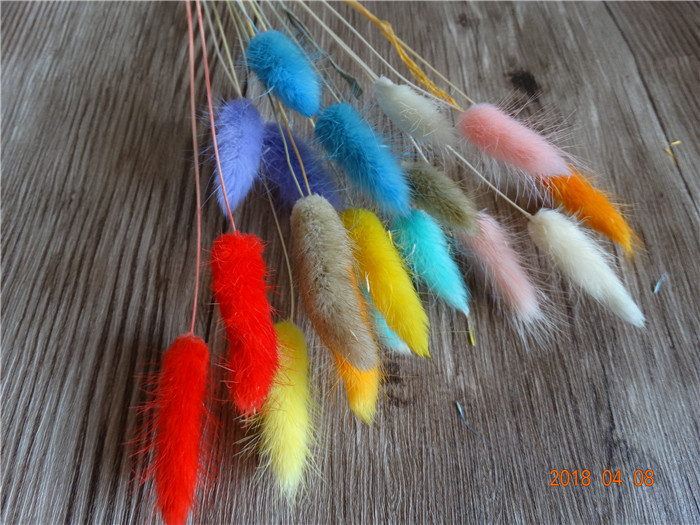 新款摆饰彩色野生树叶标本兔尾草