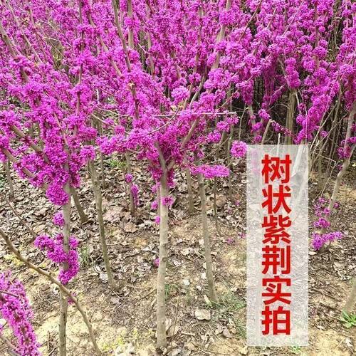 耐寒紫色紫荆花树苗四季好种