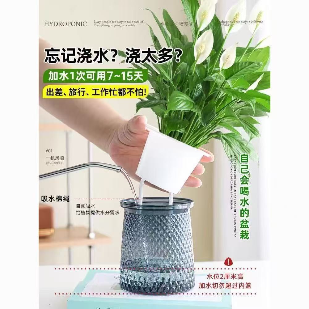大白掌一帆风顺水培净化空气