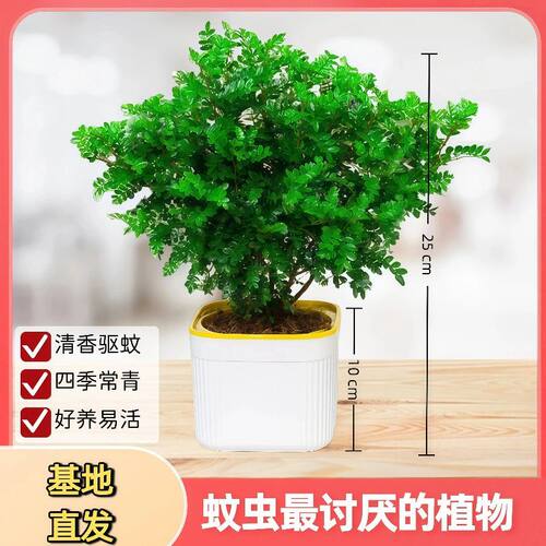 带盆正宗清香木胡椒木盆栽驱蚊草防虫绿植四季好养净化空气吸甲醛
