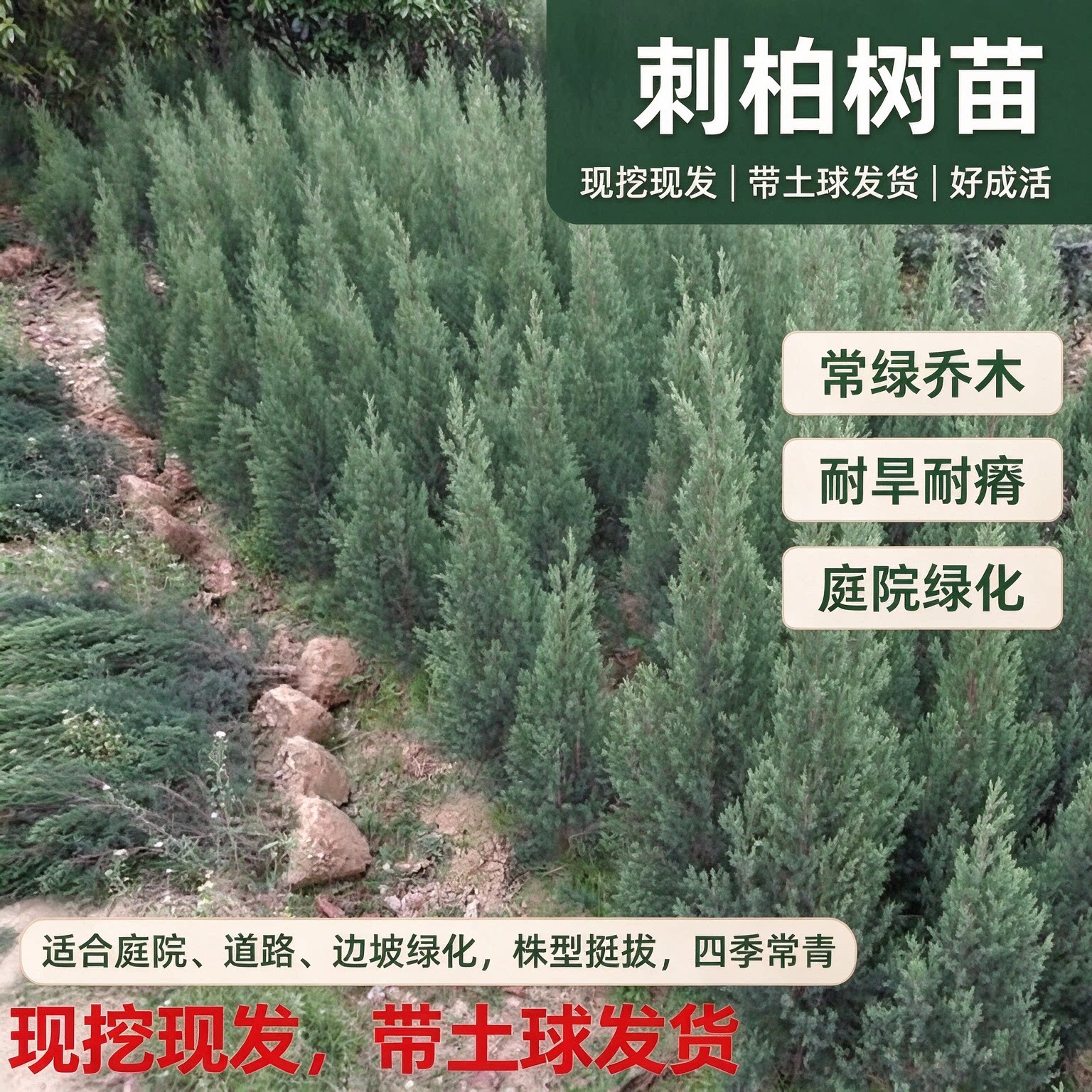 刺柏树苗扁柏塔松柏树刺松苗绿化树庭院现挖现发带原土土球发货