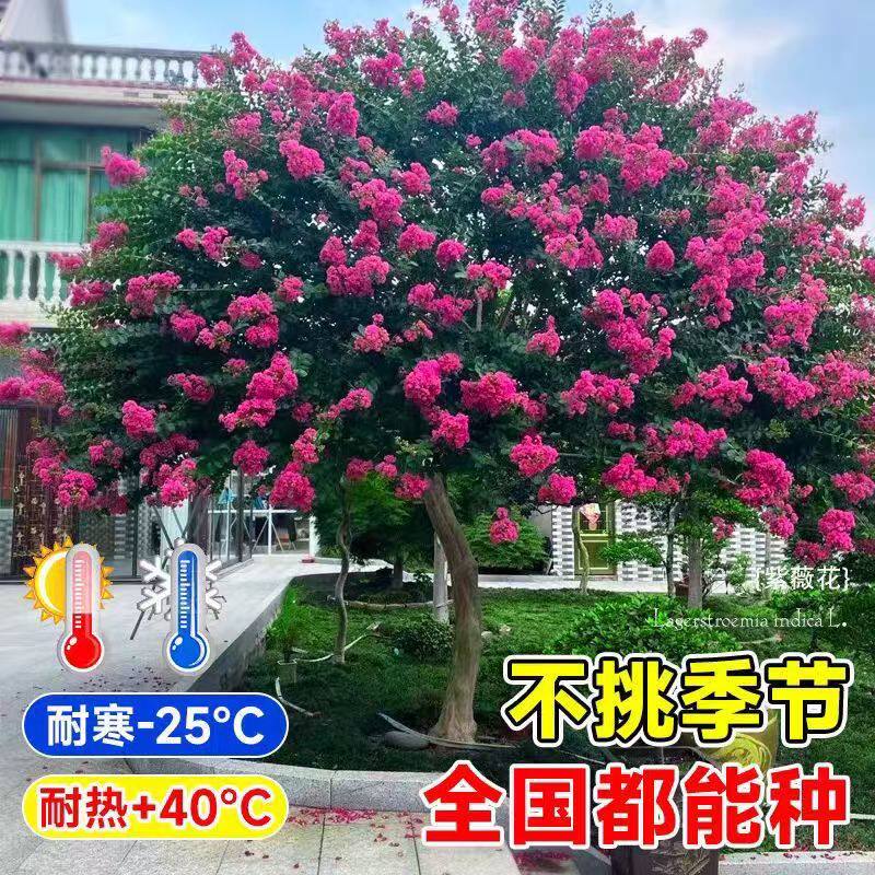 百日红紫薇树苗耐热耐寒庭院