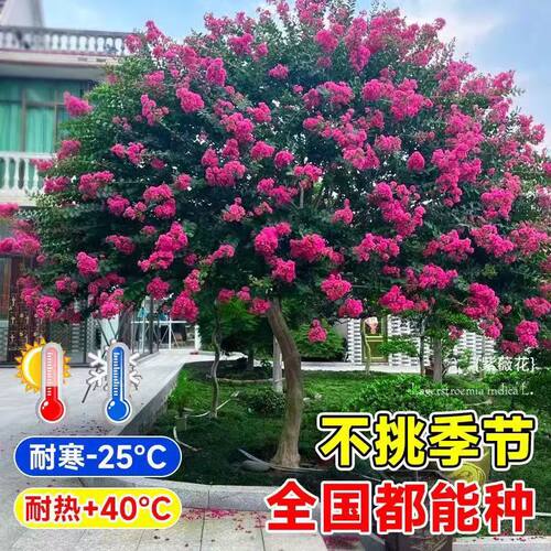 百日红紫薇树苗耐热耐寒庭院
